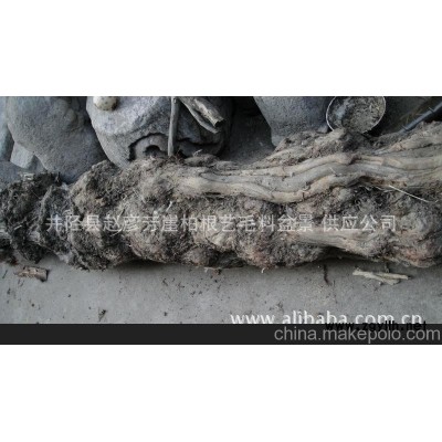 崖柏根毛料 盆景