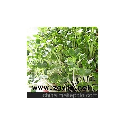 盆景,花卉,家庭园艺、爱情魔豆、小花园