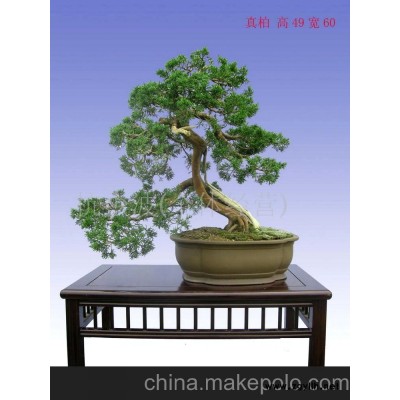 批发供应松柏盆景