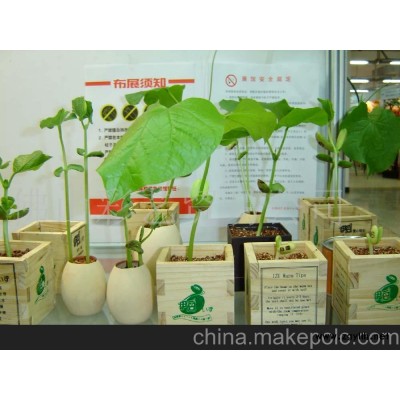 魔豆罐头礼品园艺礼品3