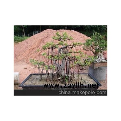 供应丛林式榕树盆景