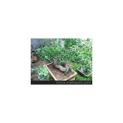 供应银杏桩20cm银杏盆景