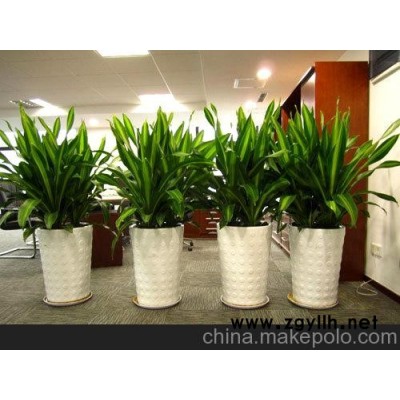 长沙花卉市场 长沙临时租摆  长沙花卉临时租摆价格