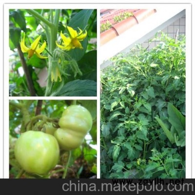 长沙花卉租摆 湖南花卉租摆 长沙节日花卉租摆