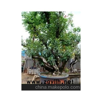 树桩栀子花盆景