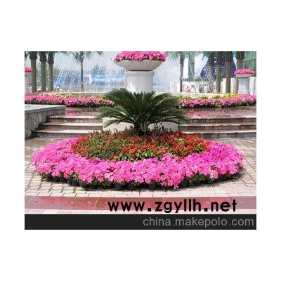 长沙专业临时租摆 花卉租赁 节日庆典摆花 会议临时摆花