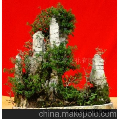 武陵山下活树盆景