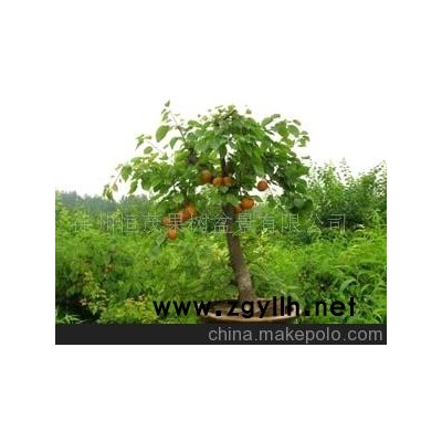 供应杏树盆景 杏树 盆景 果树 果树盆景