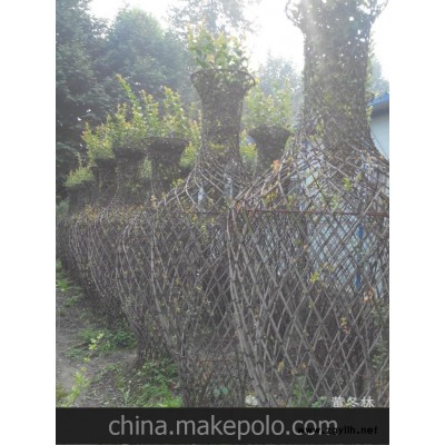 出售红花紫薇花瓶盆景