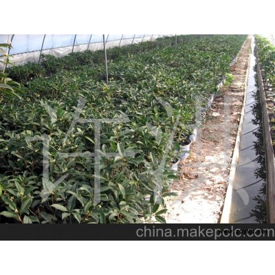 200天开花日香桂花盆景