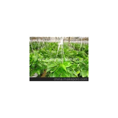 基地批发精品湘锋180青叶绿萝吊兰靓货