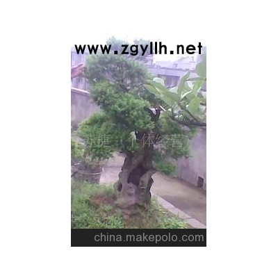 赤楠，花木盆景，苗木盆景，树桩盆景