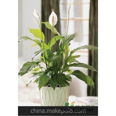 植物租赁植物租摆.绿化养护中型植物60-80cm.白掌