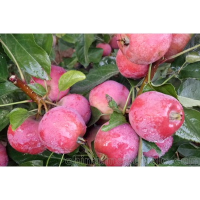 华旗花木基地直供贵人果盆景