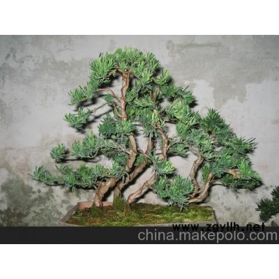 雀舌罗汉松盆景