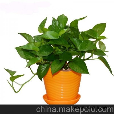 售绿萝吊兰（长沙花卉租赁租摆室内盆栽盆景办公室植物创远园艺)