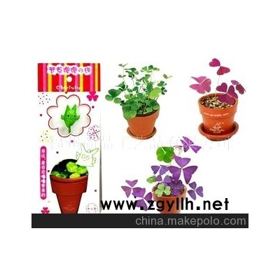 迷你盆栽 黄瓜 DIY 可种果蔬的环保牛皮袋 时尚园艺 家庭种植