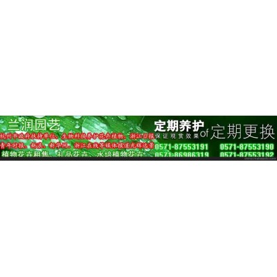 浙江日报报道兰润光辉远景55杭州租赁植物