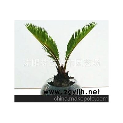 迷你铁树 园艺新科技 时尚 环保 美观 铁树种球 铁树盆栽