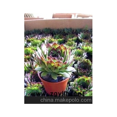 观音莲/微型盆景