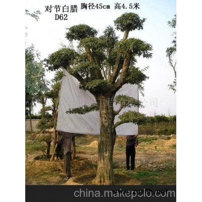 对节白蜡树木盆景