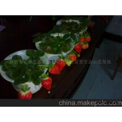草莓盆景