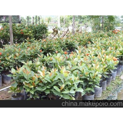 龙舟花花草盆景