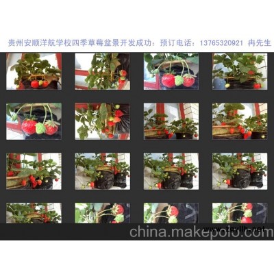 四季草莓盆景