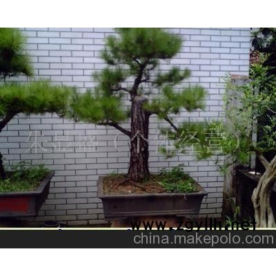 松树盆景