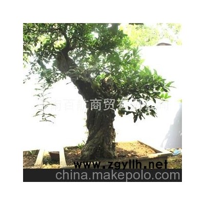 冠世榴园石榴盆景 石榴园林树 石榴树 枣庄盆景批发