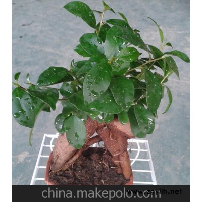 批发造型小盆景人参榕（方型盆景）