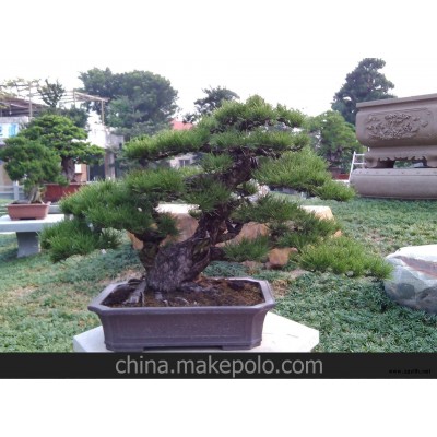黑松盆景