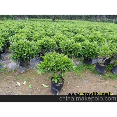 长沙绿植租赁 非洲茉莉租摆 酒店绿化 禾润园林