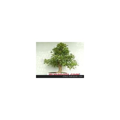 五角枫树-树木盆景