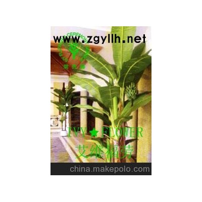 臻然园艺绿化更专业)苏州花卉盆景租赁公司