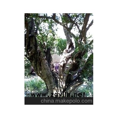 两百多年的老石榴树