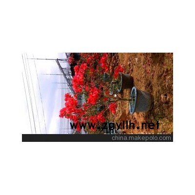 三角梅 盆栽三角梅 三角梅苗