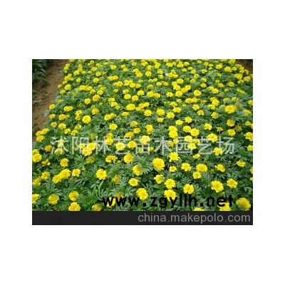 特价出售盆栽孔雀草花