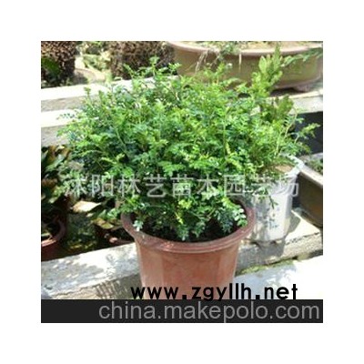 清香木盆栽一抹香.会自然发出清香的室内盆景花卉净化空气盆栽