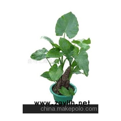 批发供应鲜花、盆栽花卉滴水观音、花草盆景