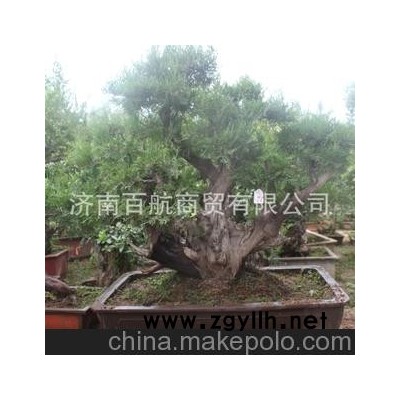 冠世榴园石榴盆景 石榴园林树 石榴树 盆景老桩