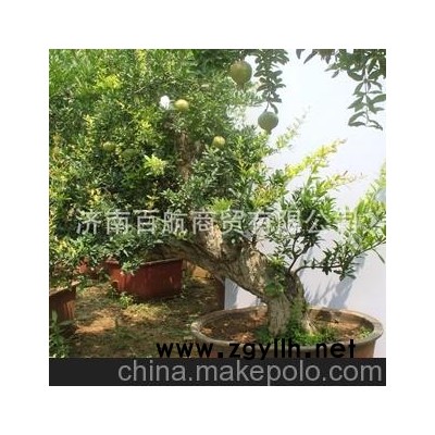 冠世榴园石榴盆景 石榴园林树 石榴树 盆景批发盆景艺术