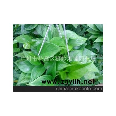大促销 花都基地直供180#优质青叶绿萝吊兰，黄金葛 无斑点