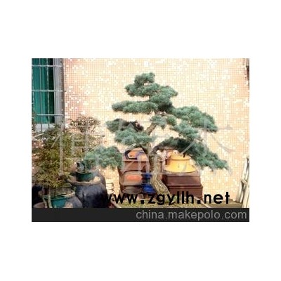 五针松盆景