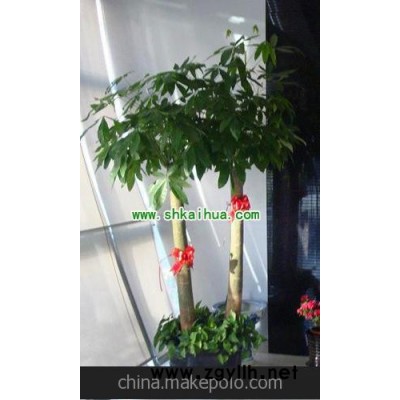 植物批发 绿化植物. 高度1.7-1.8米.发财树