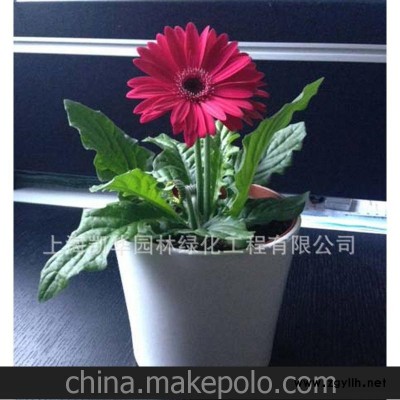 植物租赁绿化租赁花卉租赁展会植物绿植租售植物租赁好绿植选凯华