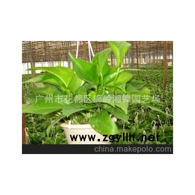 基地。厂家批发优质180#青叶绿萝吊兰。黄金葛
