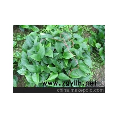 厂家批发直销优质360青叶绿萝吊兰有藤80公分长