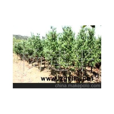 云南昆明大理精品造型罗汉松茶花兰花树木盆景种苗圃园艺基地