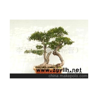 雀梅-树木盆景